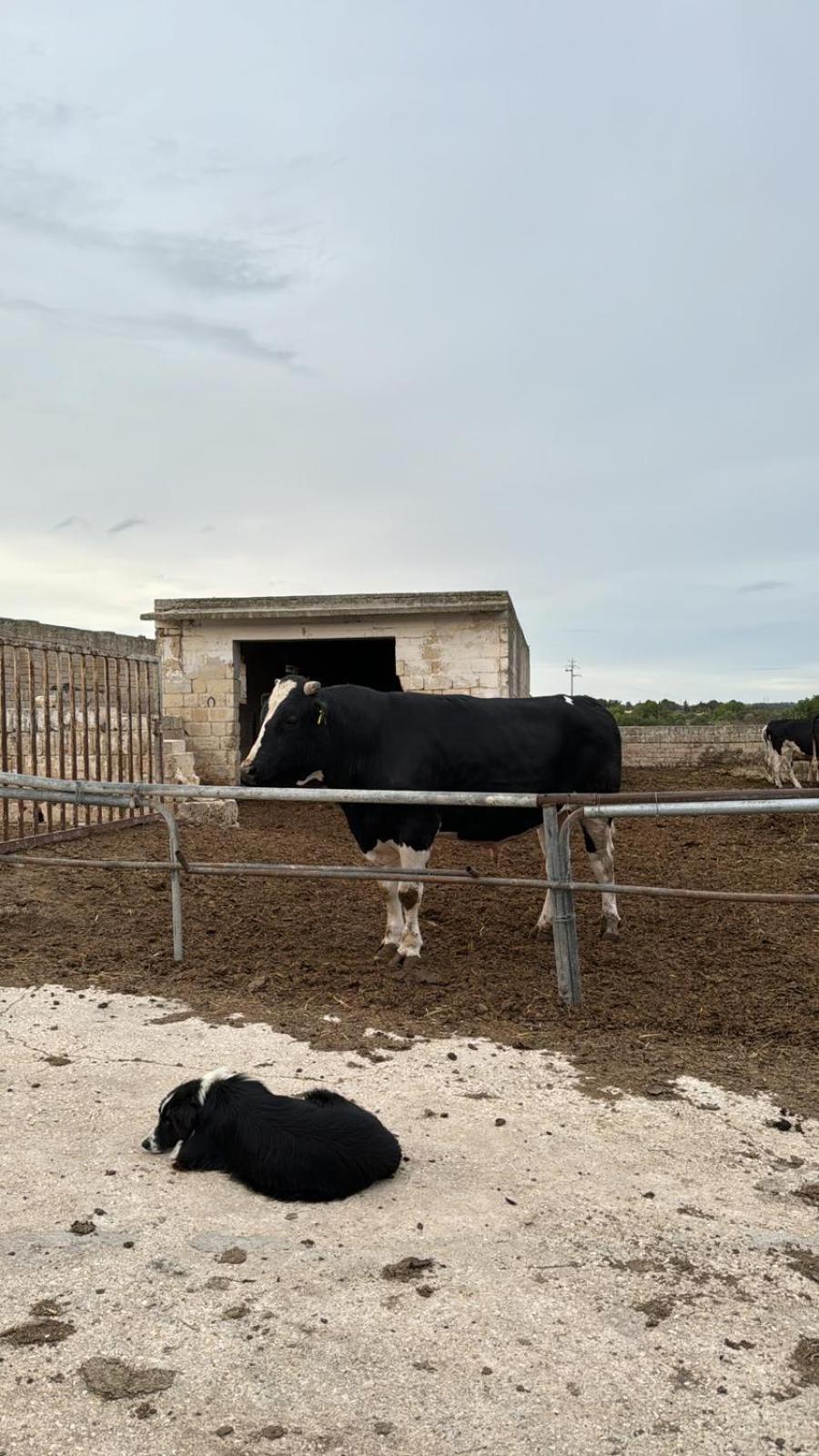 Farm stay Tenuta Cantore *