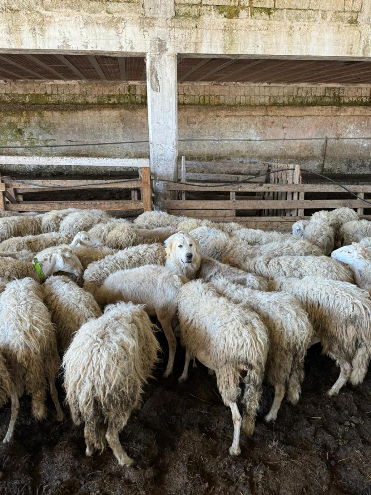 Tenuta Cantore Farm stay